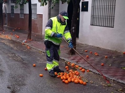 LIPASAM CONTRATA 60 OPERARIOS PARA LIMPIAR LA NARANJA CAÍDA POR LAS FUERTES PRECIPITACIONES DE LOS ÚLTIMOS DÍAS